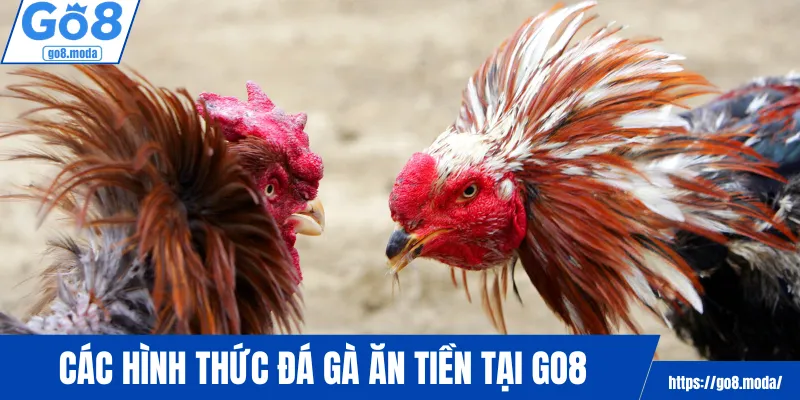 Các hình thức đá gà ăn tiền tại GO8