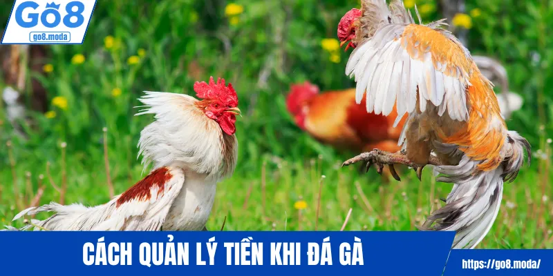 Cách quản lý tiền khi đá gà