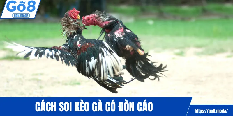 Cách soi kèo gà có đòn cáo