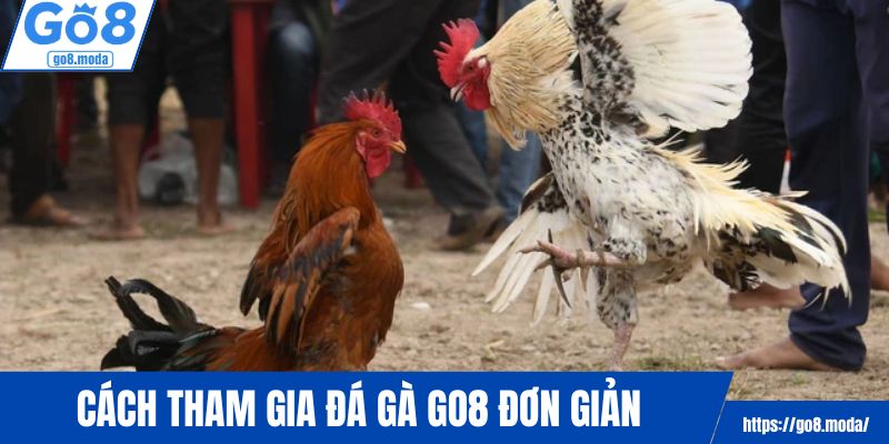 Cách tham gia cược chọi kê siêu đơn giản