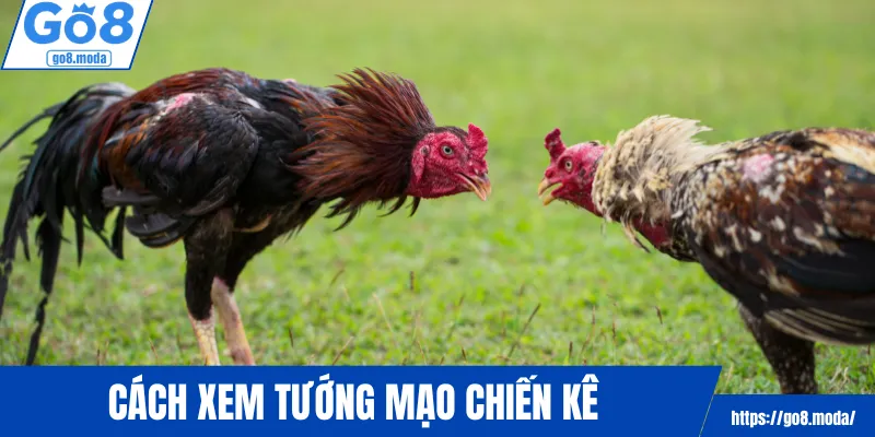 Cách xem tướng mạo chiến kê
