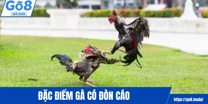 Đặc điểm gà có đòn cáo