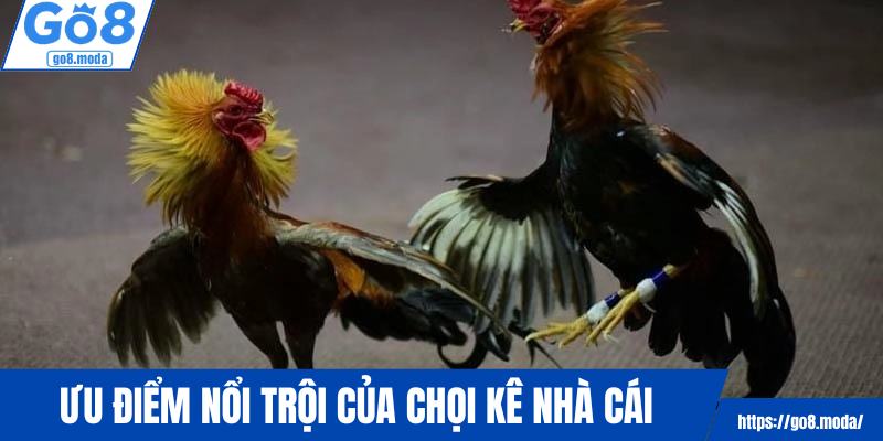 Ưu điểm nổi trội đến từ mục chọi kê nhà cái